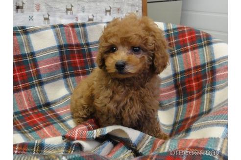 成約済の宮城県のトイプードル-216569の4枚目